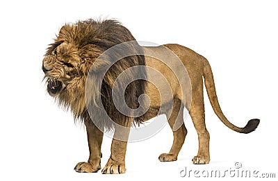 Lion standing, roaring, Panthera Leo, 10 years old, isolated on Stock Photo