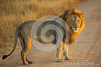 Standing Lion Stock Photo