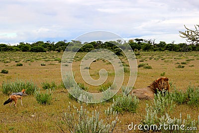 Lion stares at black-backed jackal in Etosha Namibia Africa Stock Photo