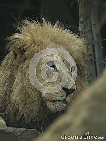 Lion Stares Out To Side Stock Photo