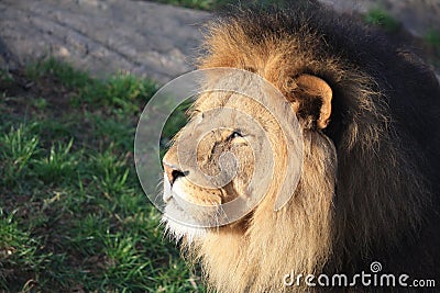 Lion in the sun Stock Photo