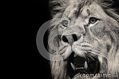 Lion and teeth Stock Photo