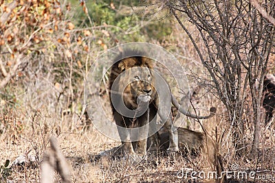 Lion in thicket Stock Photo