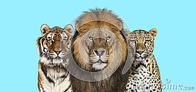 Lion, tiger and spotted leopard, together on blue background Stock Photo
