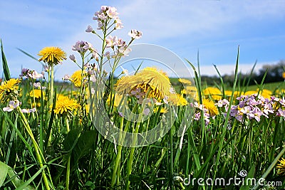The lion tooth. A garden and lawn owners do not like meadow flower Stock Photo