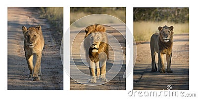 Lion trio. Female, Male and young male on sand road Stock Photo