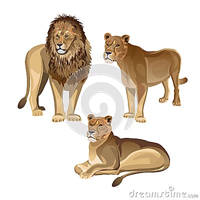 Lion with two lionesses Vector Illustration