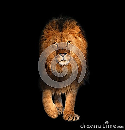 Lion walking isolated on black king of animals Stock Photo