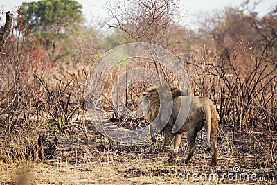 Lion walking in savannah in Kruger National park Stock Photo