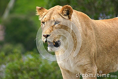 Lion watching Stock Photo