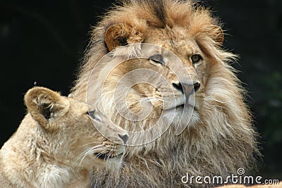 Lion watching Stock Photo