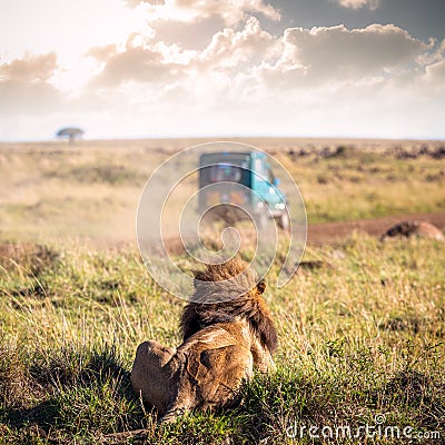 Lion Watching Safari Vehicle Drive By Stock Photo