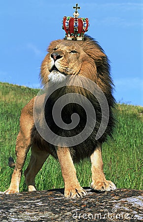 Lion Wearing Crown  Royalty Free Stock Images Image 8064789