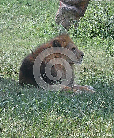 Lion in the wild park Natura Viva, Bussolengo, Italy Stock Photo