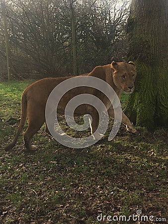 Lion Stock Photo