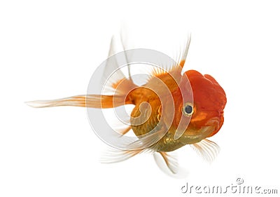 Lion's head goldfish swimming Stock Photo