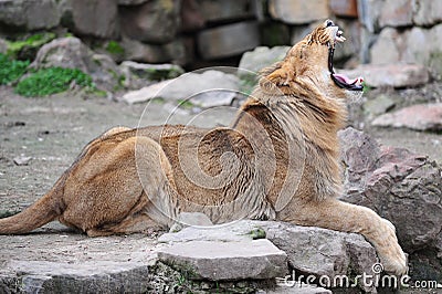 Lion yawn Stock Photo
