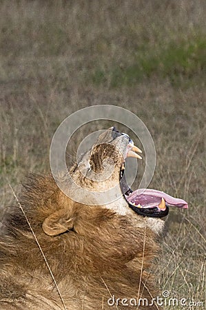 Lion yawning with relish Stock Photo