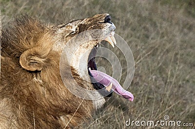 Lion Yawning Wide Open Mouth Stock Photo