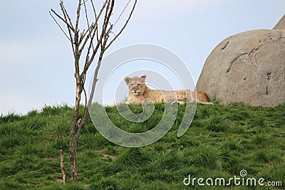 Lion Stock Photo