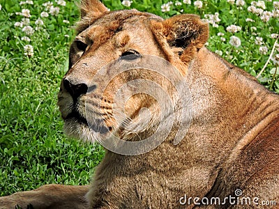Lioness. Stock Photo