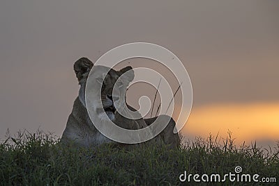 Lioness against setting Sun at Masai Mara National Park Stock Photo