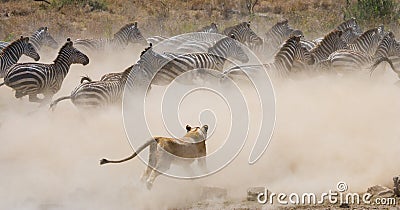 Lioness attack on a zebra. National Park. Kenya. Tanzania. Masai Mara. Serengeti. Cartoon Illustration
