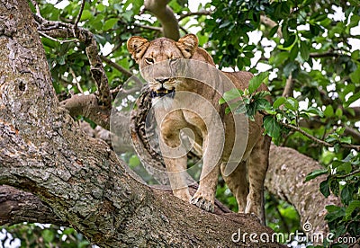 Lioness on a big tree. Close-up. Uganda. East Africa. Cartoon Illustration