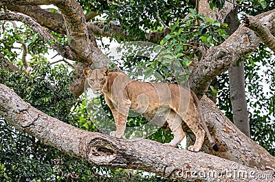 Lioness on a big tree. Close-up. Uganda. East Africa. Cartoon Illustration