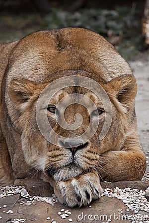 Lioness calmly and confidently looks forward with her head on her paws, close-up Stock Photo