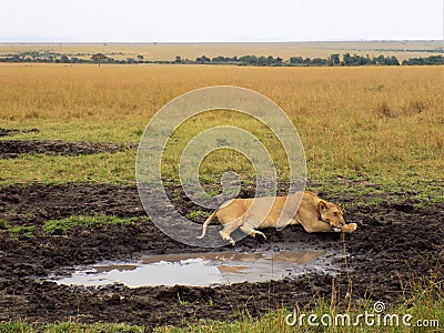 Lioness chilling by a pond in the African Savannah Stock Photo
