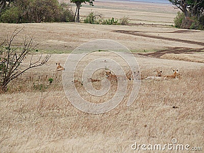 Lioness close-up, lioness with lions of Ngorongoro safari - Tarangiri in Africa Stock Photo