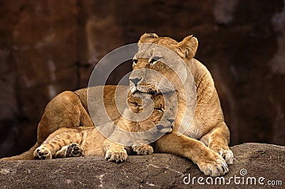 Lioness and Cub Stock Photo