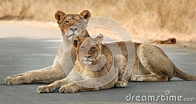 Lioness and cub Stock Photo