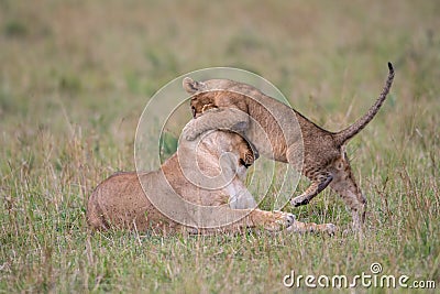 Lioness and cub playing Stock Photo