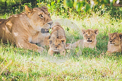 Lioness and cub relaxing in the grass. Cub are stretching his legs. Stock Photo