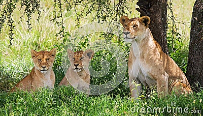 Lioness with cubs in the savannah. National Park. Kenya. Tanzania. Masai Mara. Serengeti. Cartoon Illustration