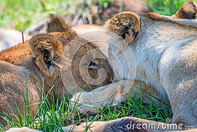 Lioness demonstrates tendeness Stock Photo