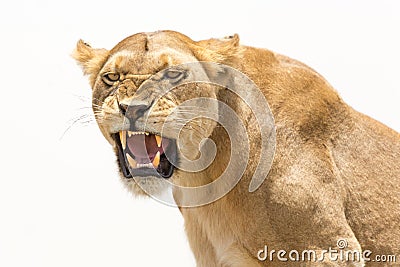 Lioness displays dangerous teeth Stock Photo