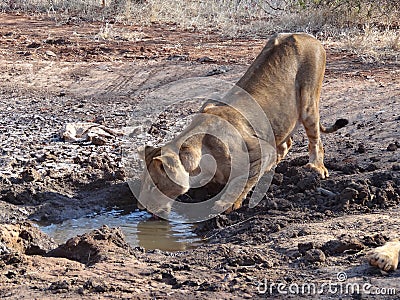 Lioness drinking water Stock Photo