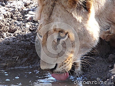 Lioness drinking water Stock Photo