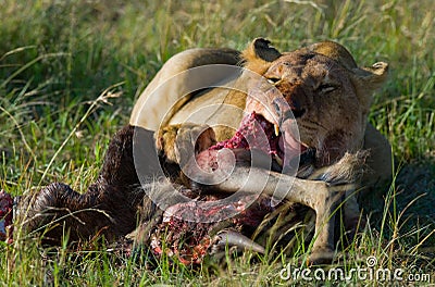 Lioness eating killed wildebeest. National Park. Kenya. Tanzania. Masai Mara. Serengeti. Cartoon Illustration