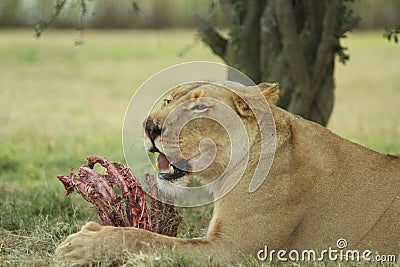 Lioness eating lunch Stock Photo