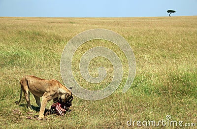 Lioness Eating a Wildebeest Stock Photo