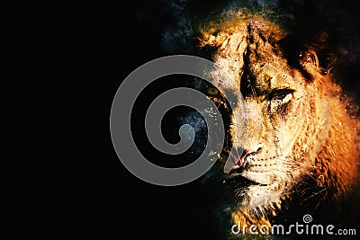 Fierce lioness predator on black background Stock Photo