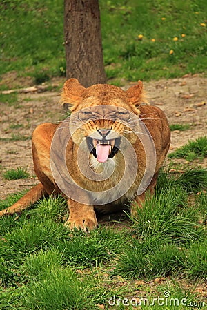 Lioness flaming