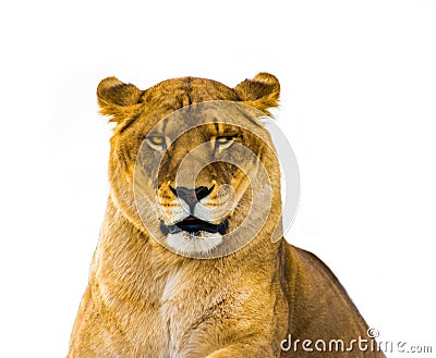 The Lioness Stock Photo
