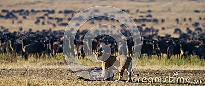 Lioness had just killed a wildebeest. Kenya. Tanzania. Maasai Mara. Serengeti. Cartoon Illustration