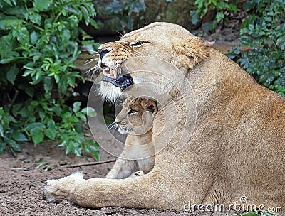 A lioness and her cub Stock Photo