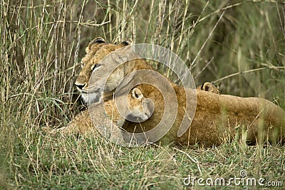 Lioness and her cub, Serengeti National Park, Stock Photo